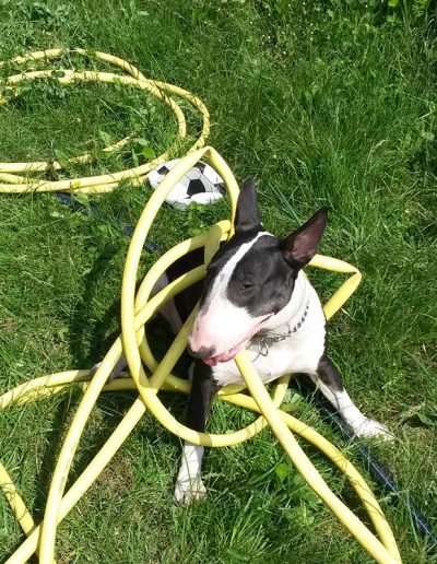 Elkaptam a sárga kigyót